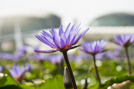Purple lotus flowers in the pondの写真素材