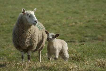 a mother sheep standing protectively over her young spring lamb の写真素材
