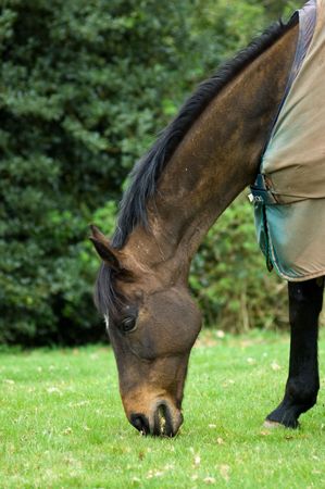 A chestnut coloured horse wearing a blanket, grazing in a field of lush fresh green grass.の写真素材
