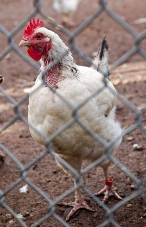 a sad looking caged hen with missing feathers standing in its own muck. focus intentionally on the eyes and head.の写真素材