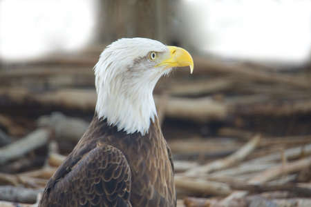 A bald eagle in Florida.  Usually they'd be on higher branches but this one was on a  pile of wood...