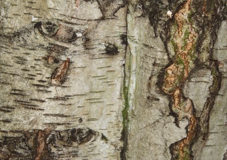 silver birch barkの写真素材