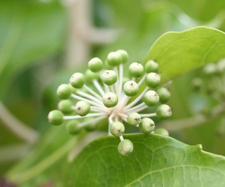 fatsia japonicaの写真素材