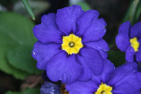 polyanthusの写真素材