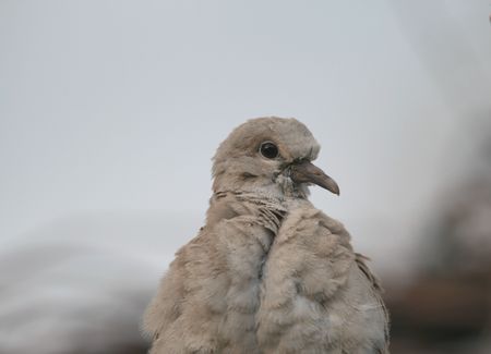 collared dove chickの写真素材