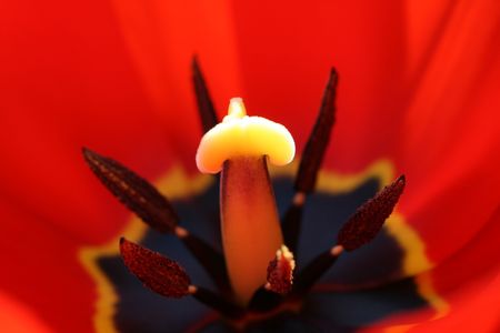 tulip stamensの写真素材