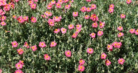 rock roseの写真素材