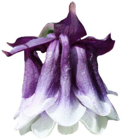 aquilegaの写真素材