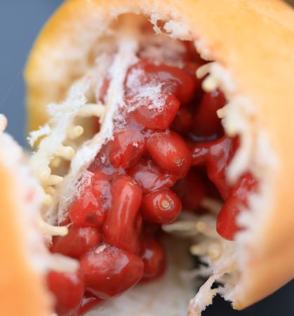 passion fruitの写真素材