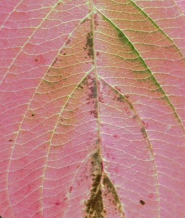 red leaf background