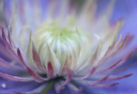 clematisの写真素材