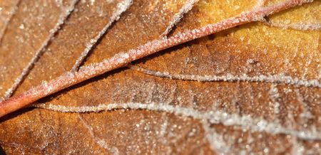 frosted autumn leafの写真素材
