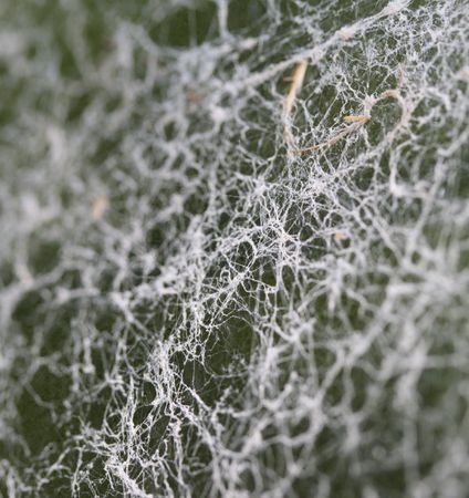 spider web