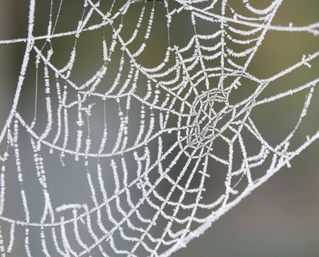 icy spider webの写真素材