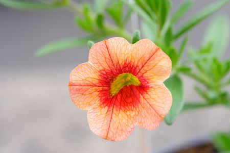 calibrachoa の写真素材