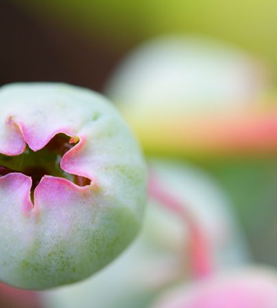 ripening blueberryの写真素材