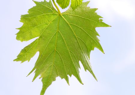 vine leafの写真素材