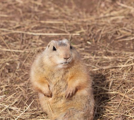prairie dog