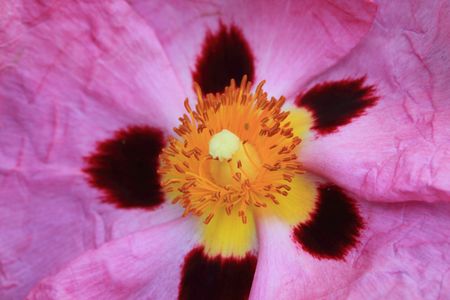 cistusの写真素材