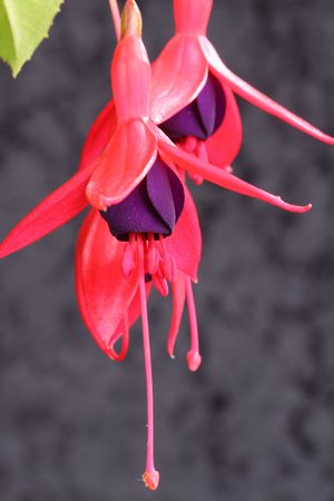 fuchsiaの写真素材