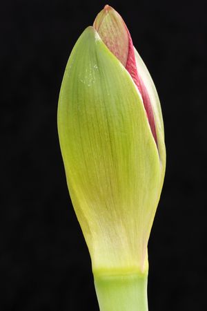 amaryllis budの写真素材