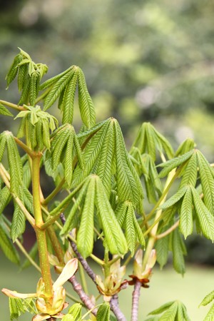 horse chestnut leavesの写真素材