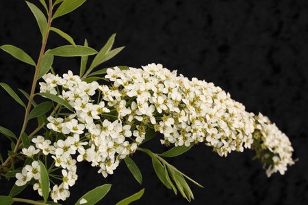 spirea