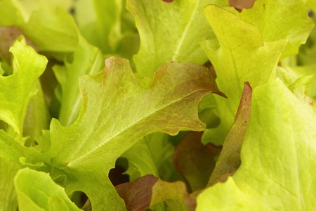 lettuceの写真素材
