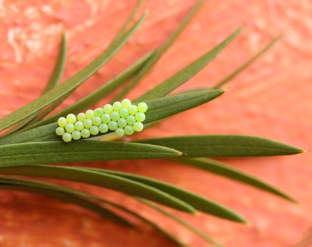 insect eggsの写真素材