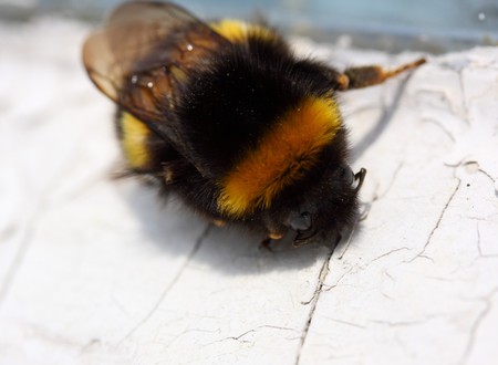 bumble beeの写真素材