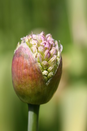 allium budの写真素材