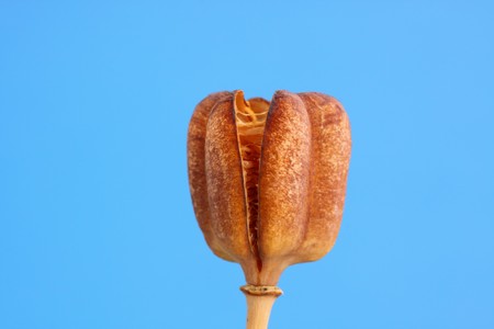 fritillaria seed headの写真素材