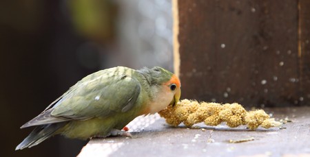 small parrotの写真素材