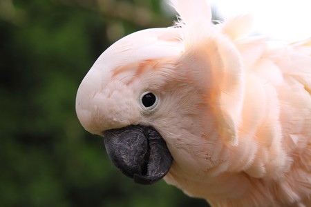 Cockatooの写真素材