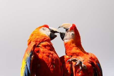 Scarlet Macawの写真素材