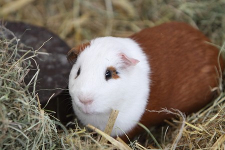 guinea pigの写真素材