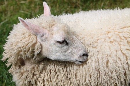 sheepの写真素材