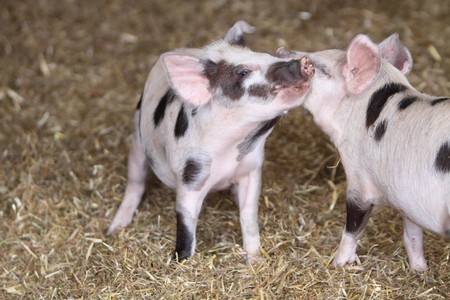 Kune Kune pigsの写真素材