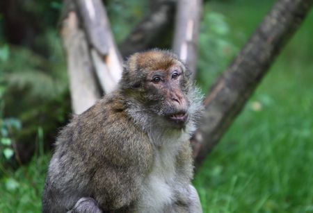 barbary Macaque