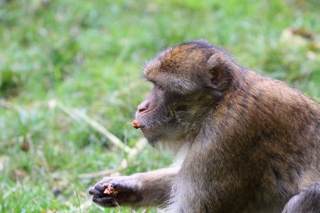Barbary macaqueの写真素材