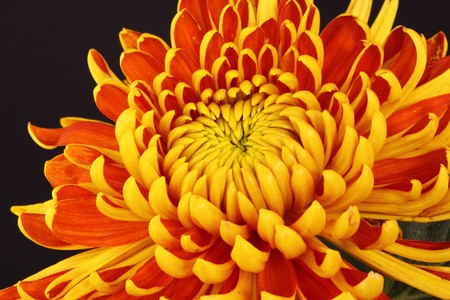 Chrysanthemumの写真素材