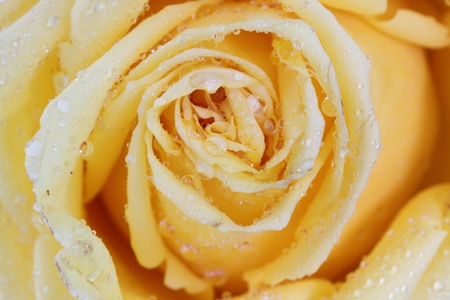 yellow roseの写真素材