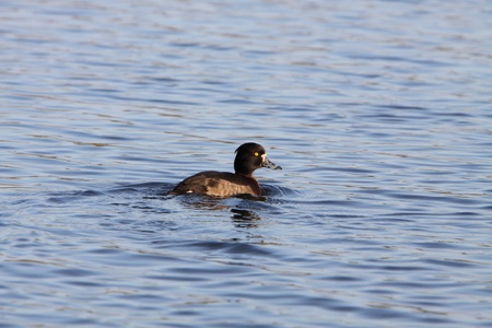 Female tufted duck ( Aythya fuligula)の写真素材