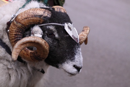 ceremonial ramの写真素材