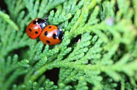 ladybugsの写真素材