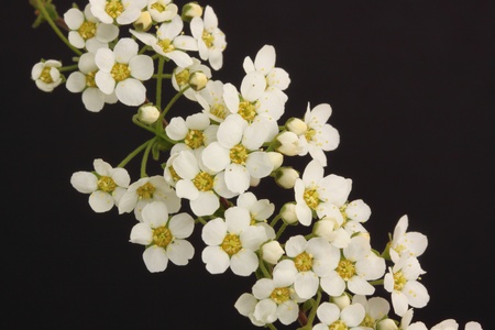 white spirea flowers on a black background