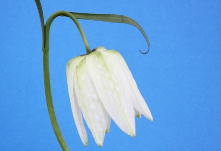 fritllaria meleagris or snake's head fritillaria on a blue backgroundの写真素材