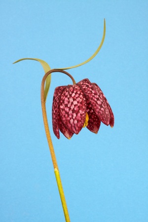 fritllaria meleagris or snake's head fritillaria on a blue backgroundの写真素材