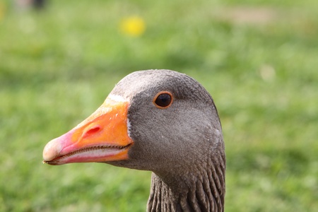 Greylag goose anser anserの写真素材