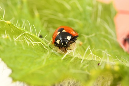 ladybird/ladybug on a bright green poppy leafの写真素材